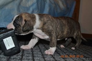 продам красивого щенка питбуля!!! #1015367