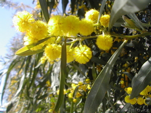 Дегустация вина  на Сицилии,  отдых и гид по Сицилии #1028440