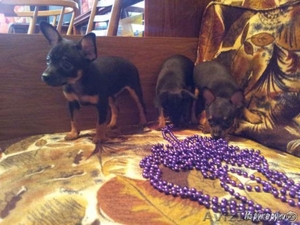 Продам супер щенков  той терьерчиков  #1026931