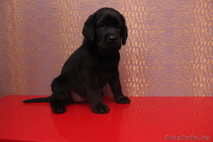 продам щенка лабрадора #1020581