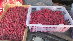 Саженцы ремонтантной малины 