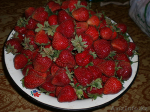 Рассада клубники 