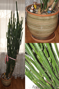 Молочай Трехгранный (Euphorbia Trigona),  210 см #1025598