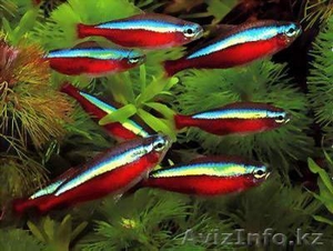 Красные неоны и родостомусы #1024668