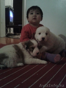 ПРОДАМ ЩЕНЯТ!!!!!ПРОДАМ ЩЕНЯТ!!!!!!!ПРОДАМ ЩЕНЯТ!!!!!!! #1023899