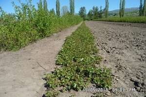 сосна обык, сосна крымская,  ель обыкновенная и др. #1027868