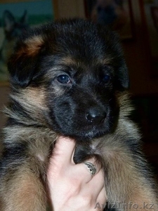 Немецкой овчарки элитных щенков СКК продам. #1016732