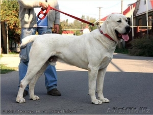 Щенки среднеазиатской овчарки. П-к Ханум Байрам. #1028209