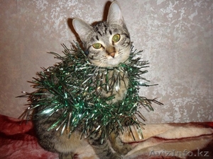 Кошка Клеопатра ищет дом #1031034