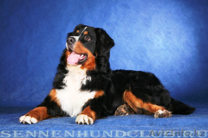 Племенной питомник предлагает кобелей Берского Зенненхунда для плем.работ. #1031170