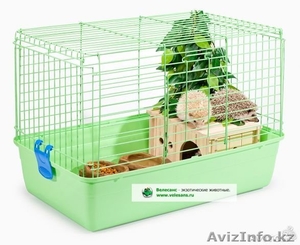 Карликовые Африканские Ежики #1044513