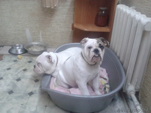  английские бульдоги #1034636