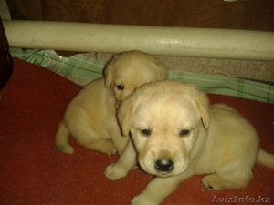 Элитные щенки лабрадора_ретривера #1033481