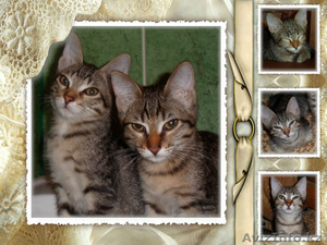 отдадим даром в добрые руки #1042876