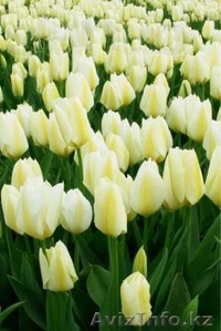 Тюльпаны голландские ОПТОМ #1042980