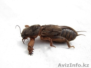 Медведка - лучшее лекарство от туберкулеза.  #1031533