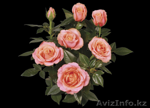 Оптовая продажа цветов и уличных растений #1035722