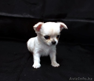 Щенки чихуа-хуа #621526