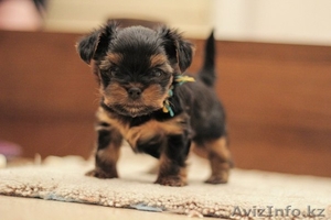 Йоркширский террор #1043790