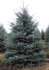 Озеленение под ключ, ландшафтный дизайн, система полива, газон, саженцы  #1046642