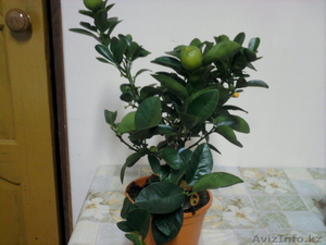 Продам  комнатные  цветы #1035481