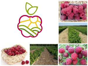 Саженцы малины оптом #1048587