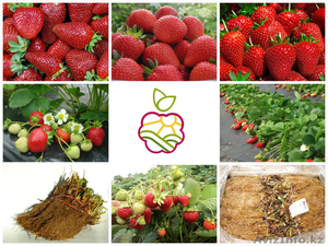 Рассада клубники оптом и в розницу (15 сортов) #1047351