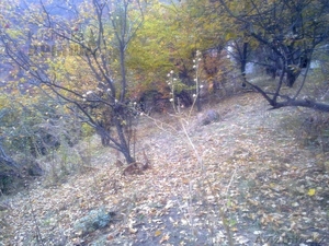 Дачный участок Бутаковка #718407