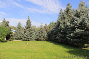ель голубая, саженцы декоративных пород, семена газонных трав, озеленение! #1046660