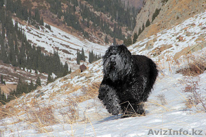 Русский черный терьер #1042034