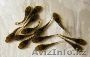 Аквариумная рыбка, Анциструс #1047949