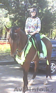 обучение верховой езде на лошади #1039581