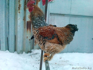 продам петуха 