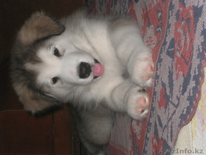 прекрасные щенки аляскинского маламута #1031433