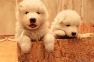 Продам щенков самоедской лайки (возраст 1 мес) #1047572