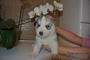 Элитные щенки Сибирский хаски  #1039546