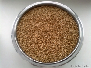 Пшеница,  ячмень. #1031481