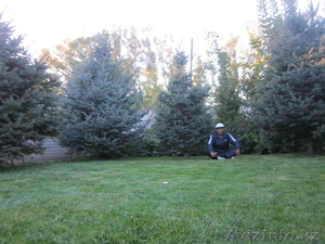 Семена газона, ель голубая-зеленая, сосна, береза и т.д.Тротуарные плитки #1046652