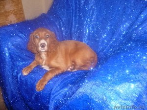 Ирландского сеттера щенков продам #1019301