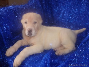 Среднеазиатской овчарки щенков продам #1035491