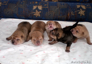 Продам щенков шар-пея. #1045448