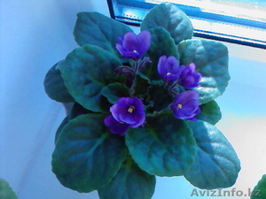 фиалки разных сортов #1044989