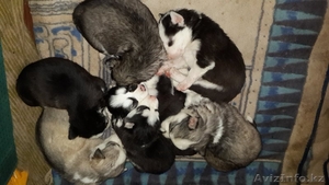 Продаются щенки Сибирской хаски #1035771