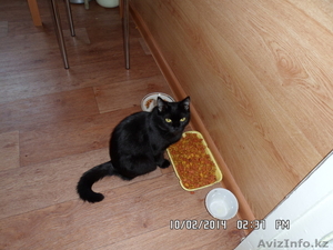 отдадим в добрые руки #1042882