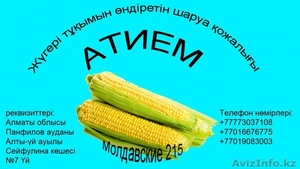 Продажа кукурузы #1035526