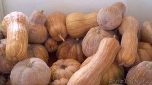 Продам тыкву (на манты и прочие блюда). При необходимости организуем доставку на #1035869