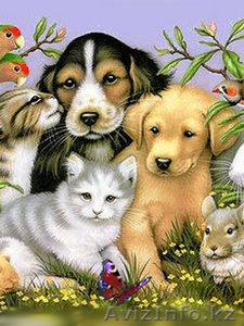 товары для ваших любимчиков #1032461