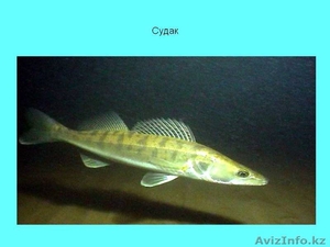  Кадиша 87052494703 #1048851