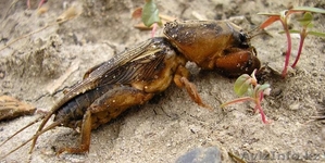 Сущоная медведка для лечения туберкулеза #1061411