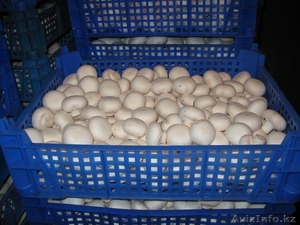 шампиньон польский екстра качество  #1060179